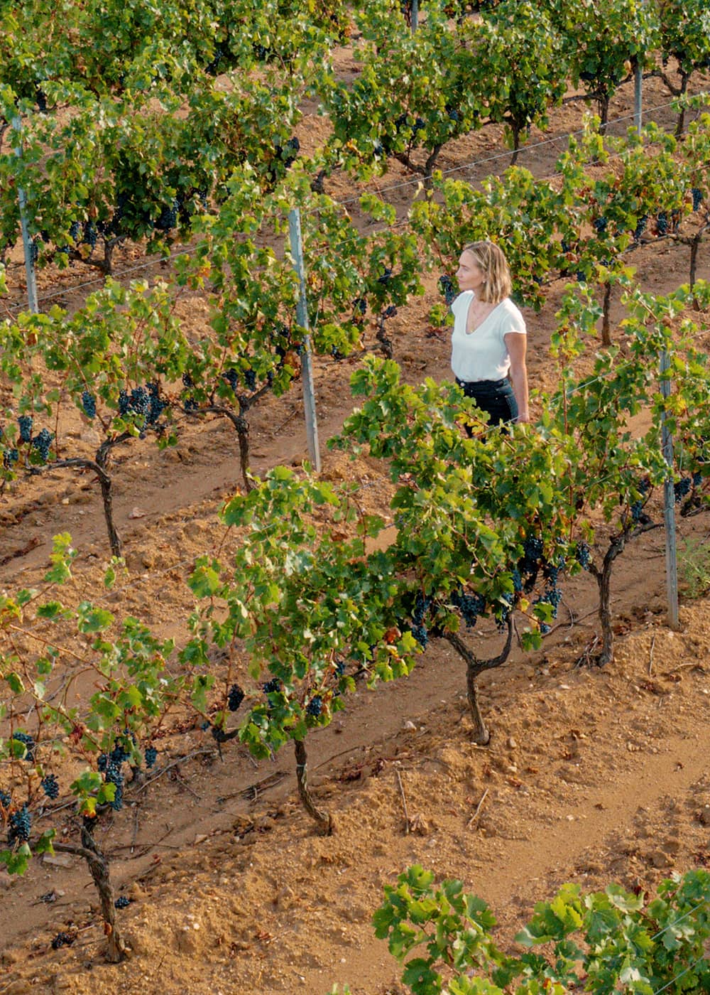 Hayley Ferguson, founder of Hanikon, walks through the vineyard inspecting the vines. Rows of lush grapevines stretch across the landscape, representing Hanikon's dedication to sustainable winemaking and premium rosé production in the Côtes de Provence.