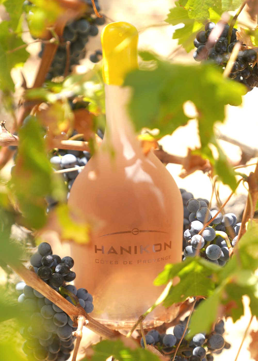 A bottle of Hanikon Côtes de Provence Rosé nestled among lush grapevines, with dark grapes surrounding the bottle. The sunlight filters through the vineyard, highlighting the connection between Hanikon Rosé and its Provençal heritage.