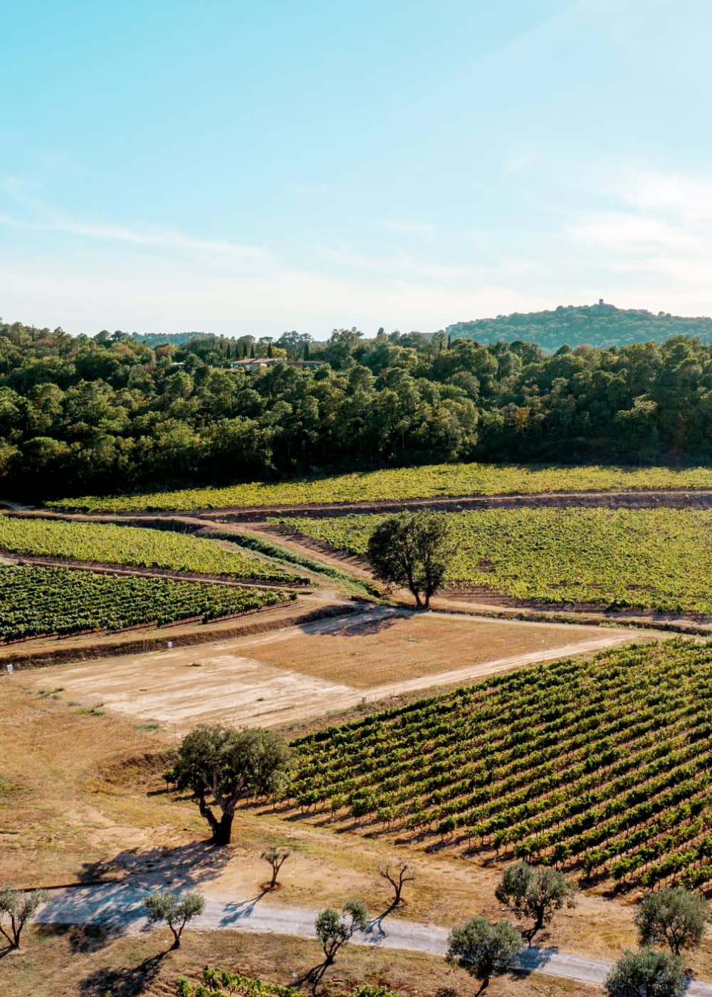 An aerial view of the Hanikon Domaine La Rouillère vineyard, showcasing lush rows of grapevines stretching across the landscape. The vineyard is surrounded by rolling hills and greenery, embodying the natural beauty and ideal terroir of the Côtes de Provence region for cultivating premium rosé wines.