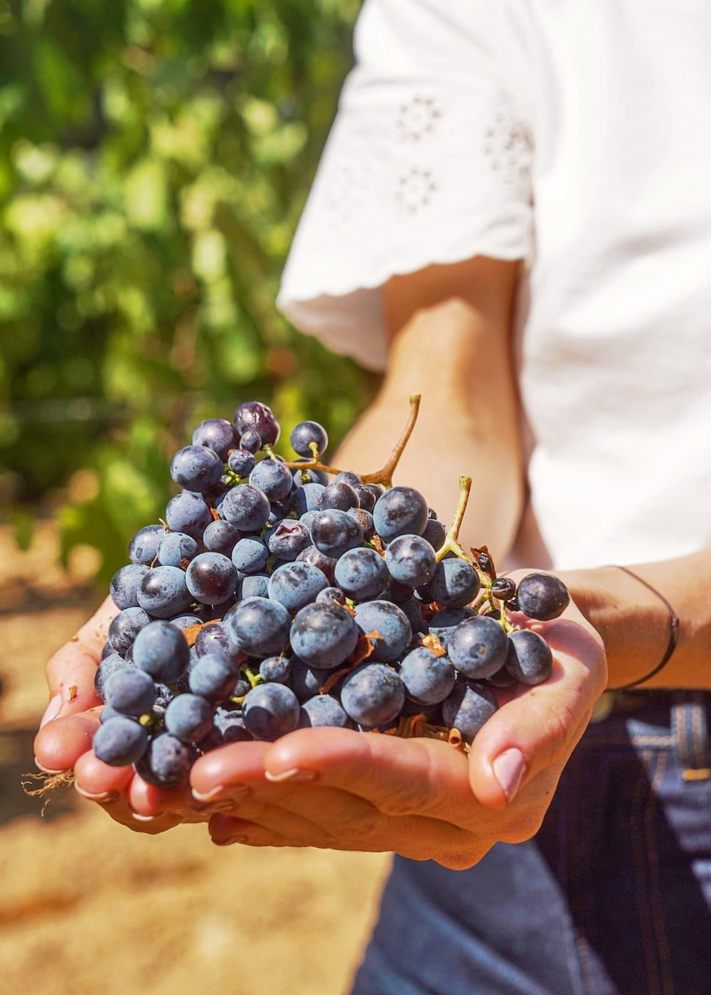 Founder, Hayley Ferguson, holding a bunch of freshly harvested grapes in both hands at Hanikon's vineyard. The grapes' deep color and healthy appearance signify the quality and care involved in producing Hanikon's Rosé wine.